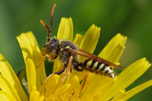 Nomada sp.
